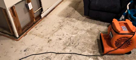 Mold Testing & Inspection in Allen